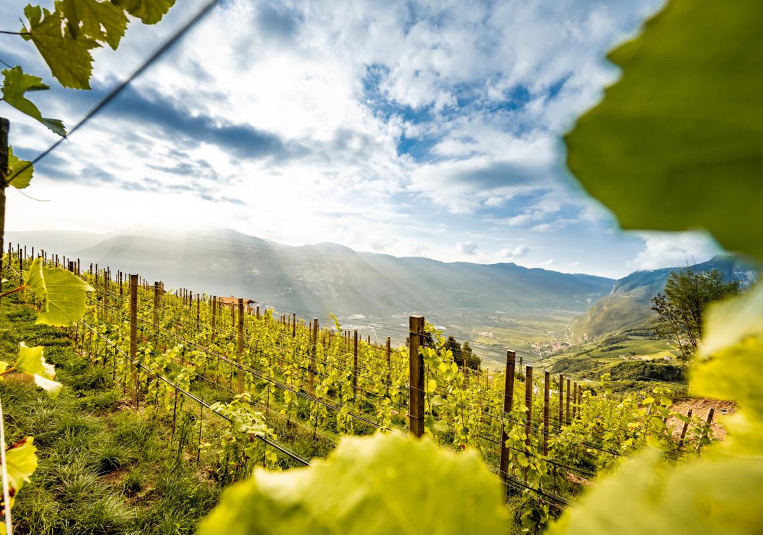 Weinberge des Weinguts Rohregger in Graun