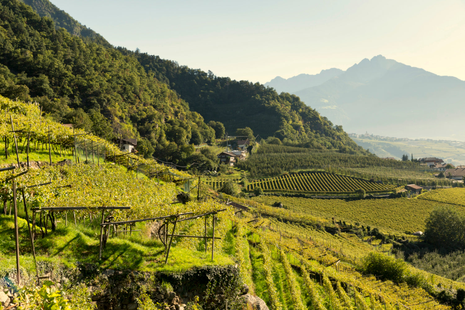Weingut Schloss Plars Ansicht Weinberge in Algund bei Meran