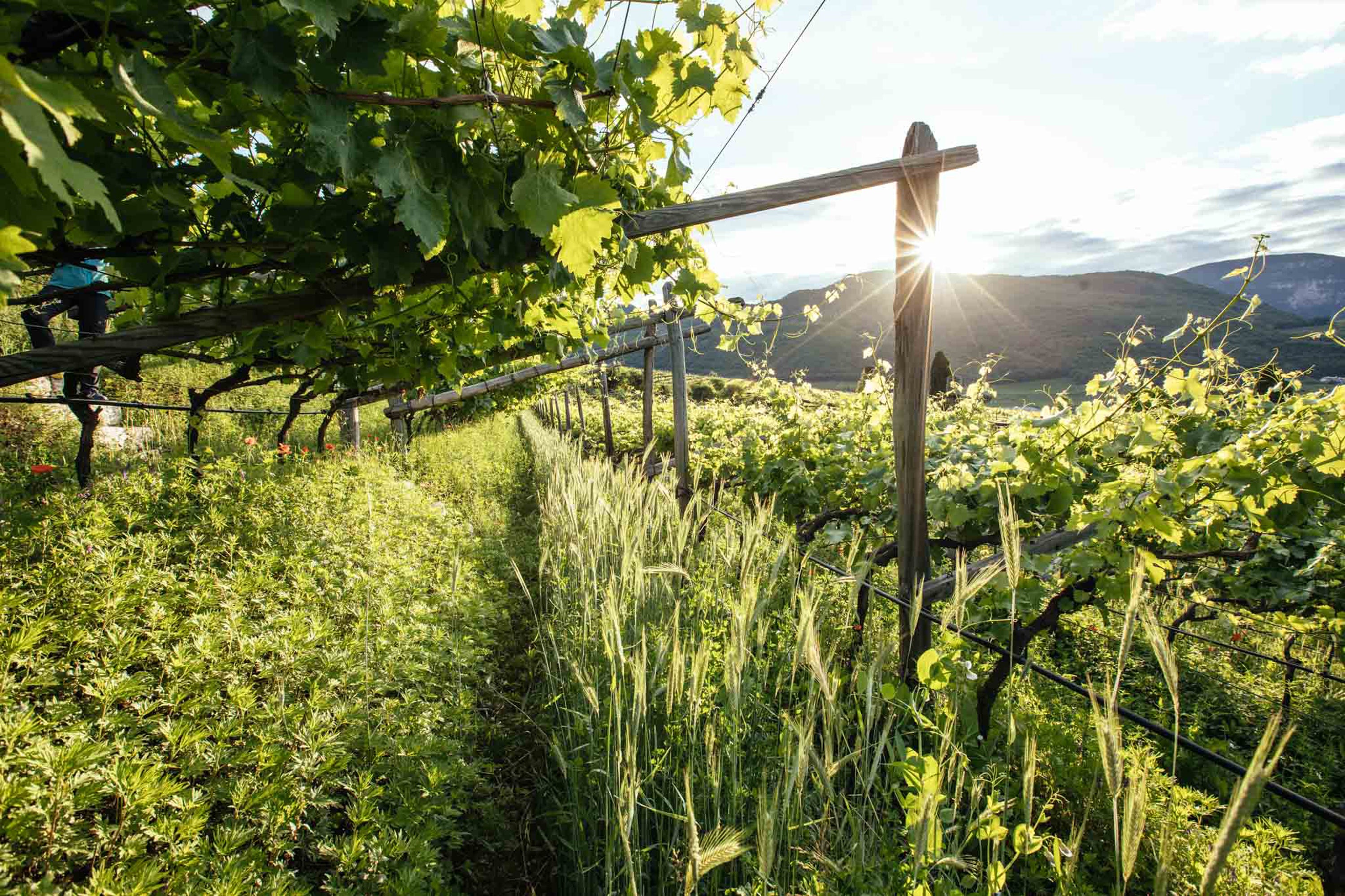 Weinberge in Südtirol mit Pergel