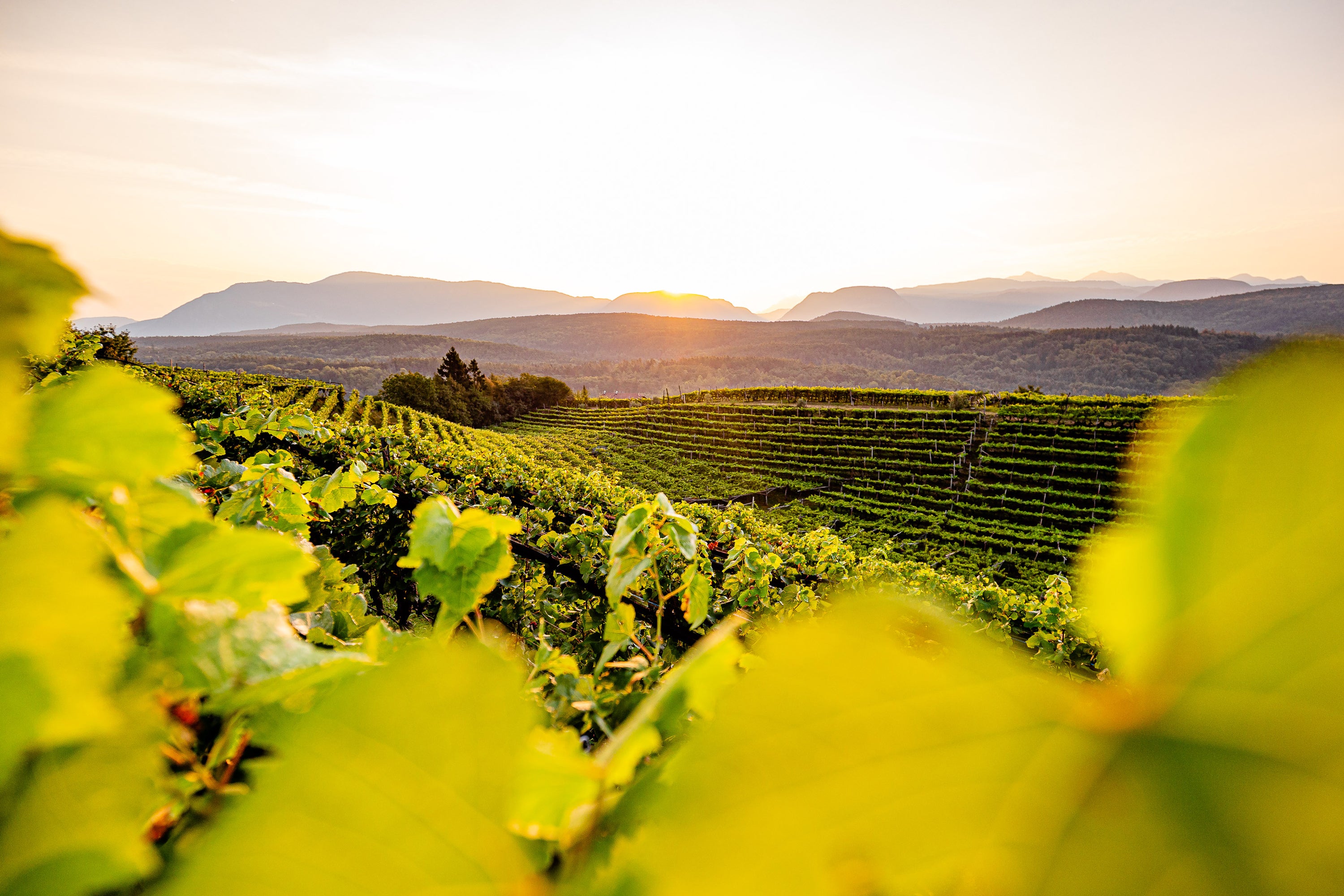 Weinberge des Weingus Rohregger