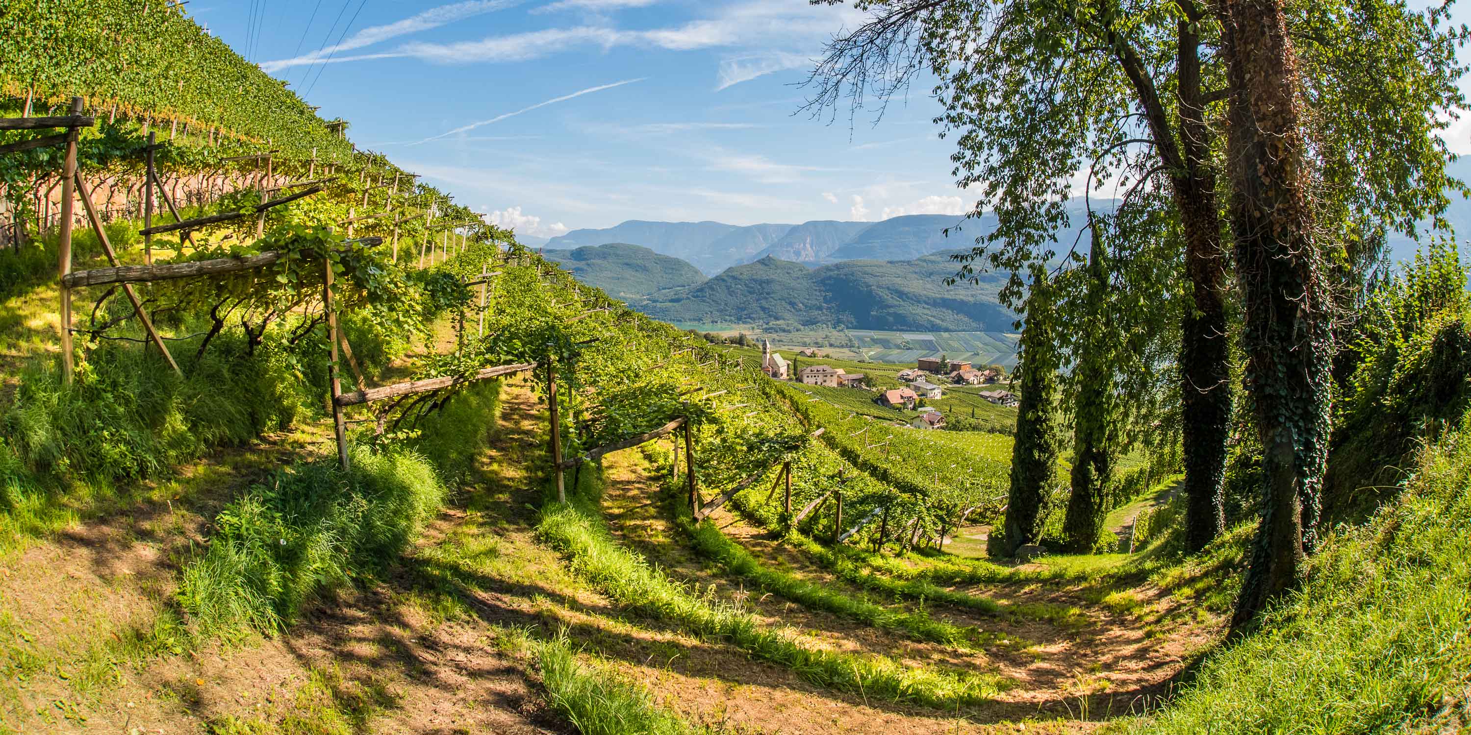 Bild eines Weinberges der Kellerei Cantina Tramin in Südtirol im Sommer