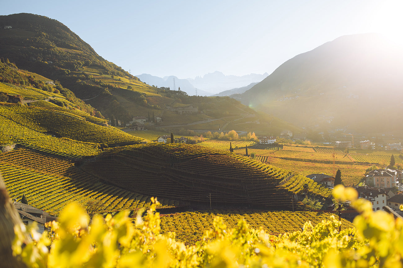 Weingut Fliederhof in St. Magdalena bei Bozen in Südtirol_Weinberge mit Dolomiten