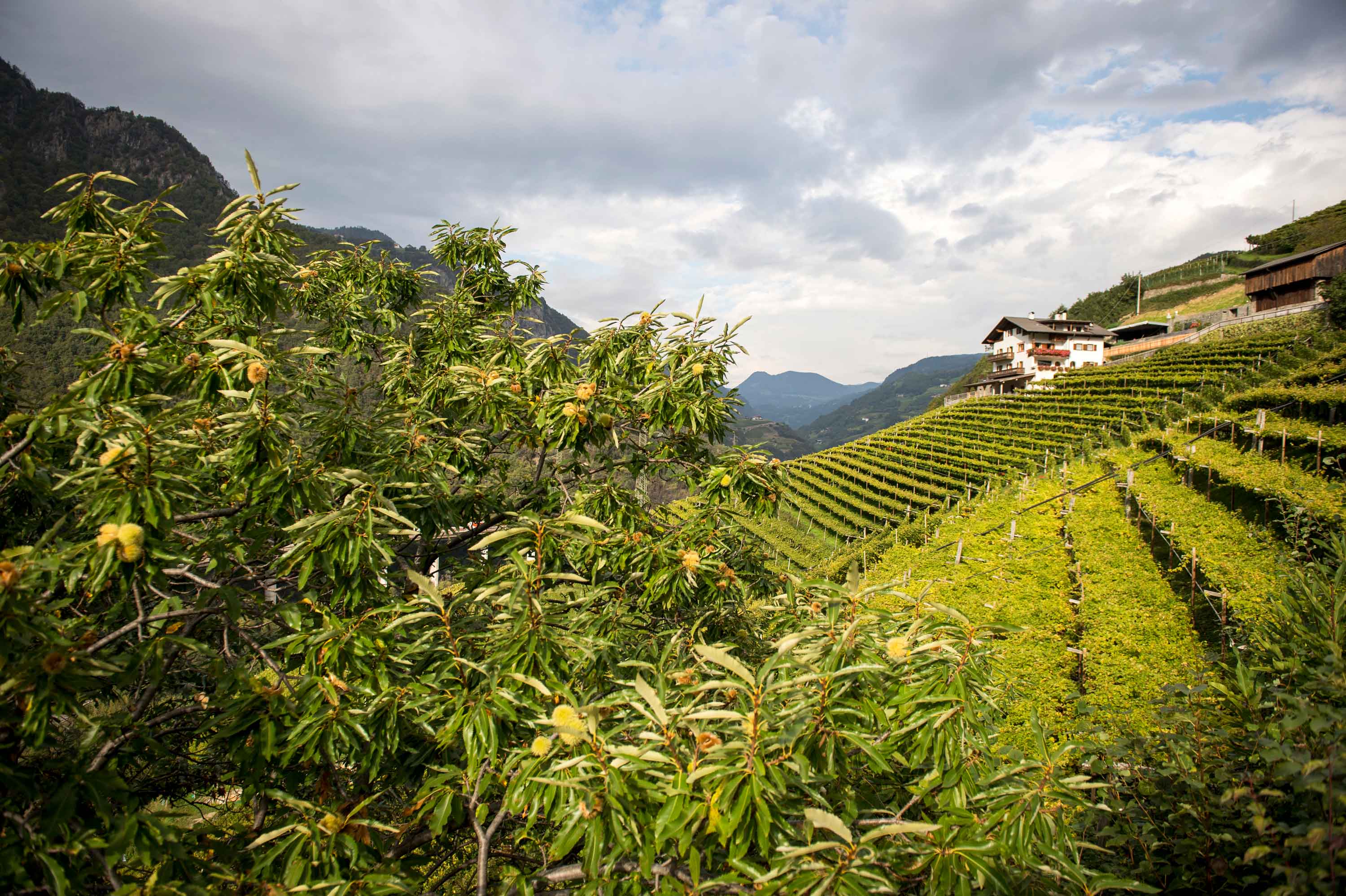 Gump Hof Markus Prackwieser im Eisacktal-Weine aus Südtirol