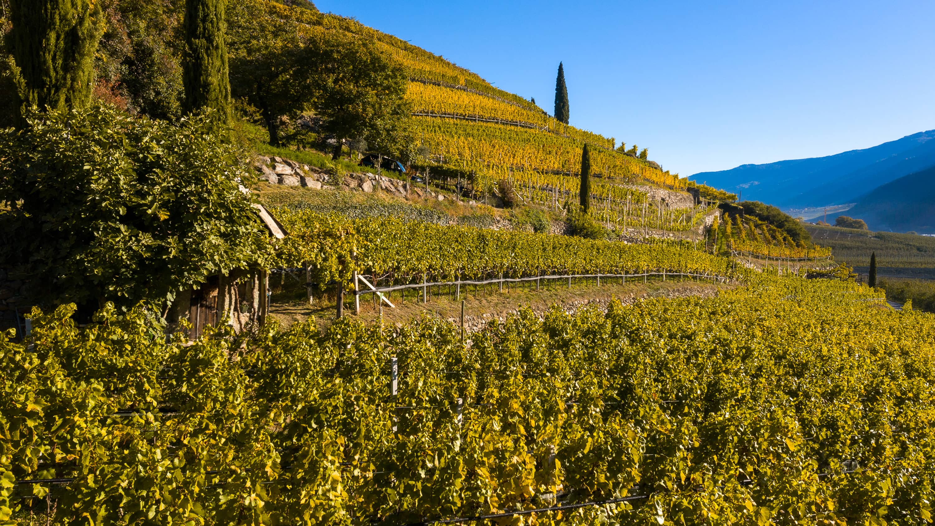Weinberge oberhalb von Naturns im Weinanbaugebiet Vinschgau in Südtirol