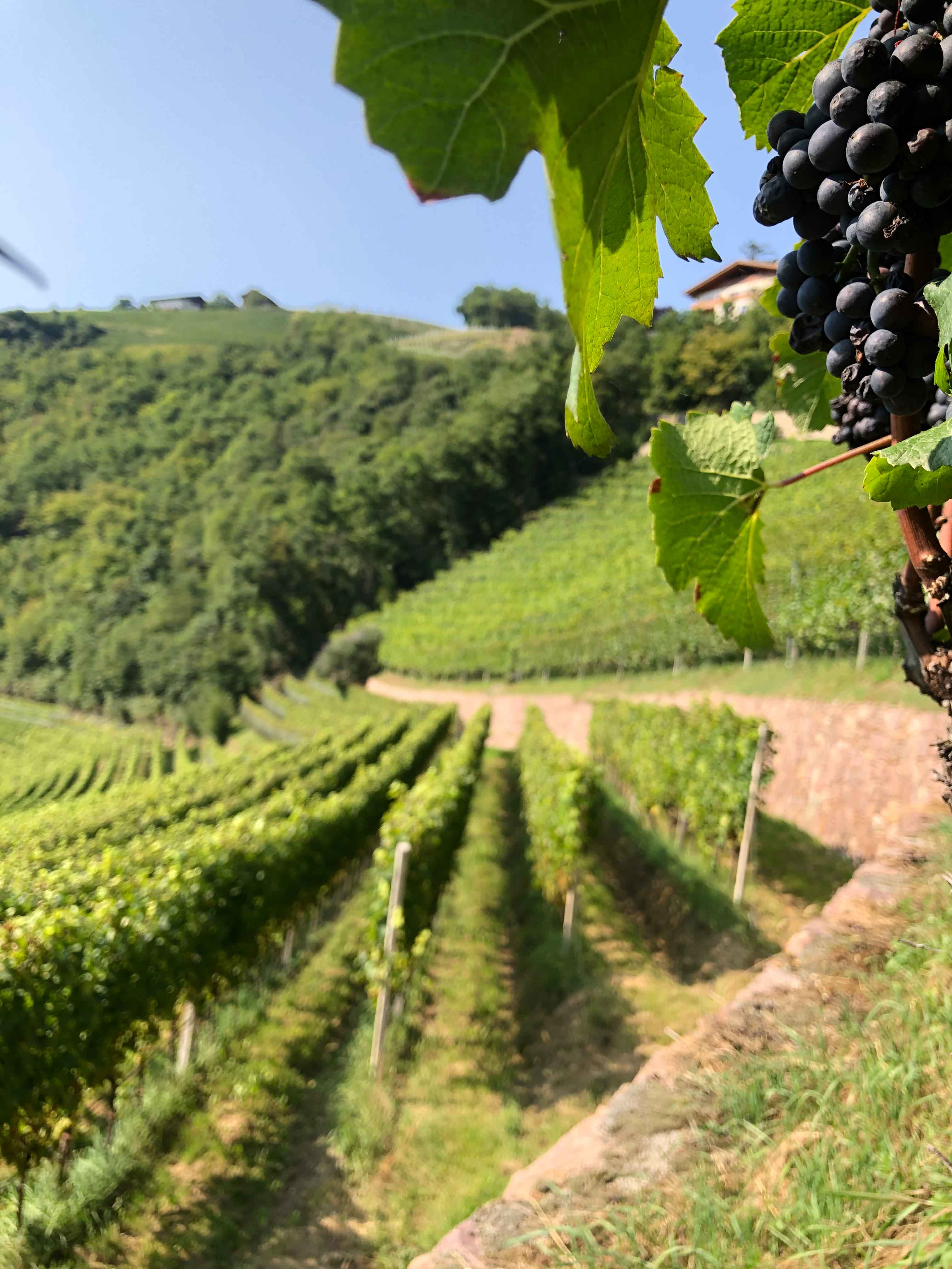 Weinberge des Weingutes Prackfol in Völs am Schlern im Eisacktal Südtirol