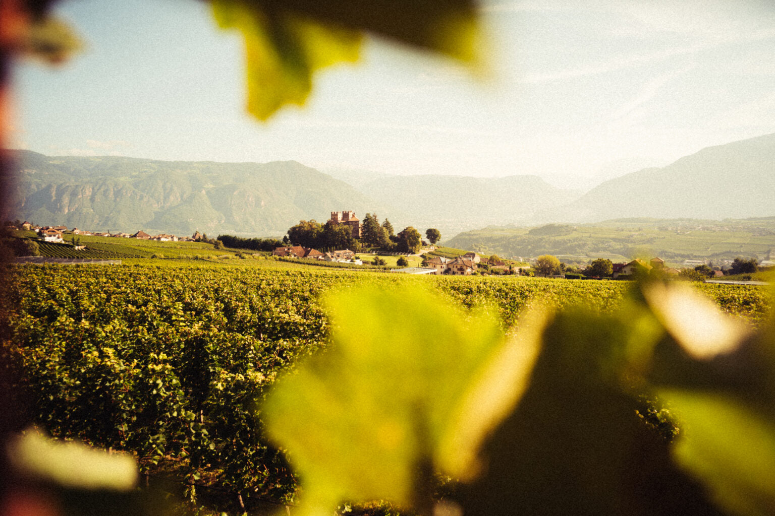 Weingut Ignaz Niedrist in Girlan Südtirol_Weinberge
