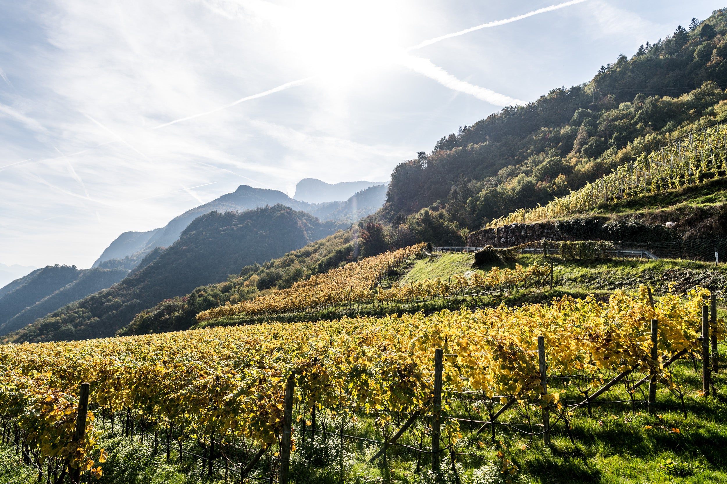Weinberge der kellerei Nals Margreid im Etschtal Südtirol