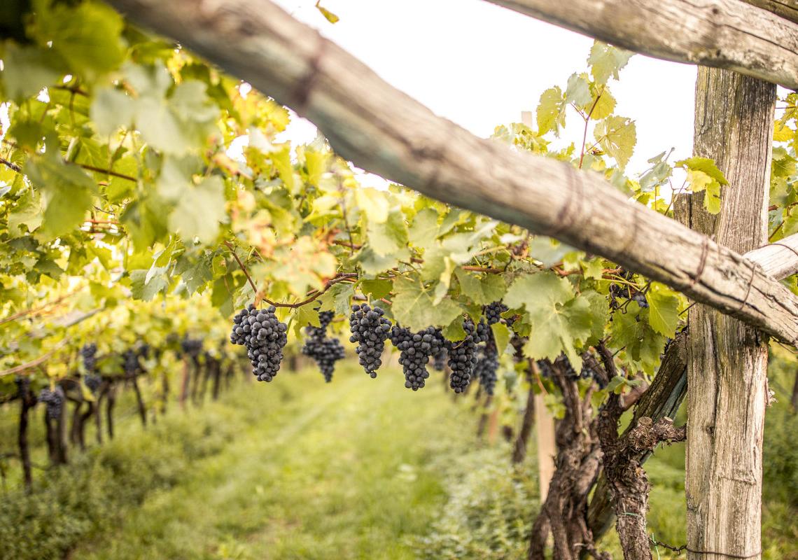 Weinrebe Pergel mit roten Trauben-Weinberg in Eppan Überetsch Südtirol