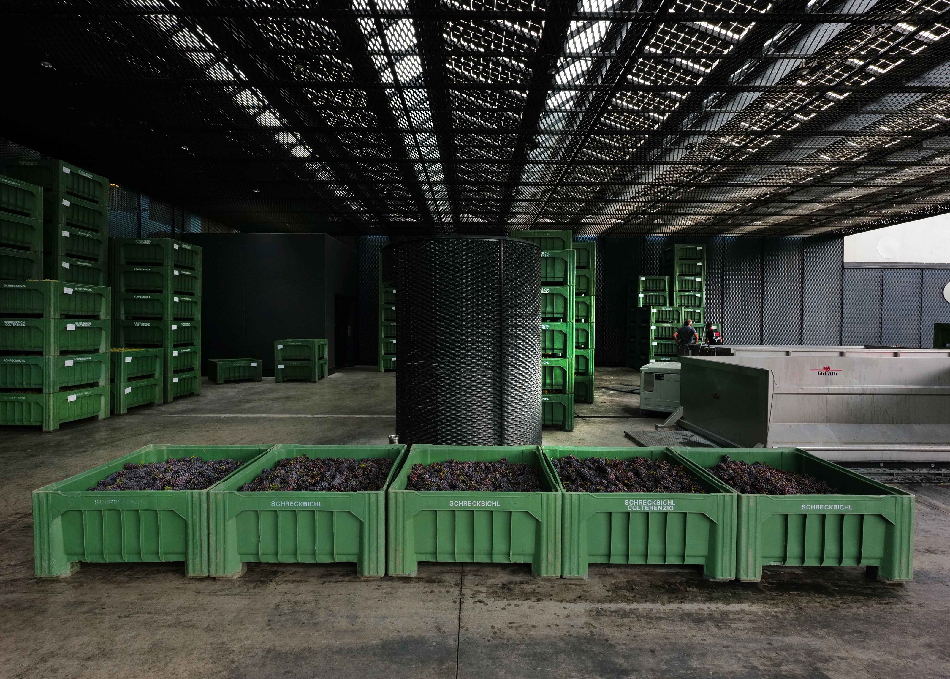 Kellerei Schreckbichl in Girlan in Südtirol Blick in den Weinkeller bei der Weinlese