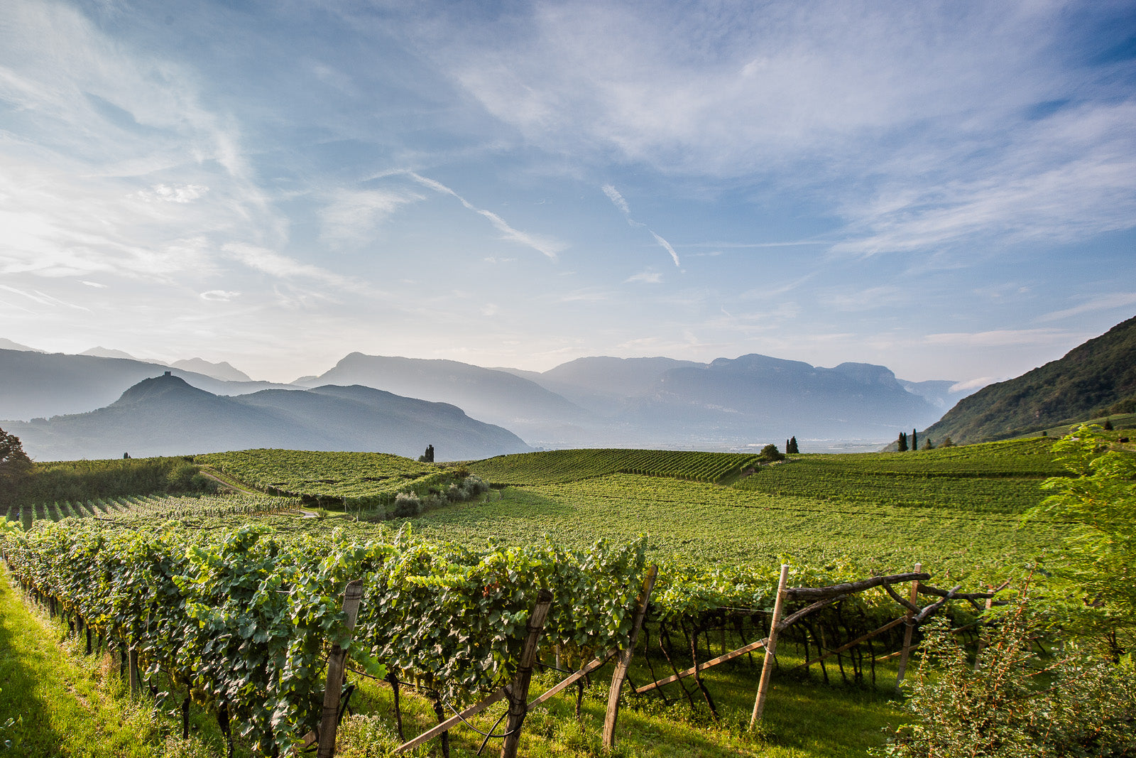 Blick über die Weinberge im Überetsch Eppan Südtirol
