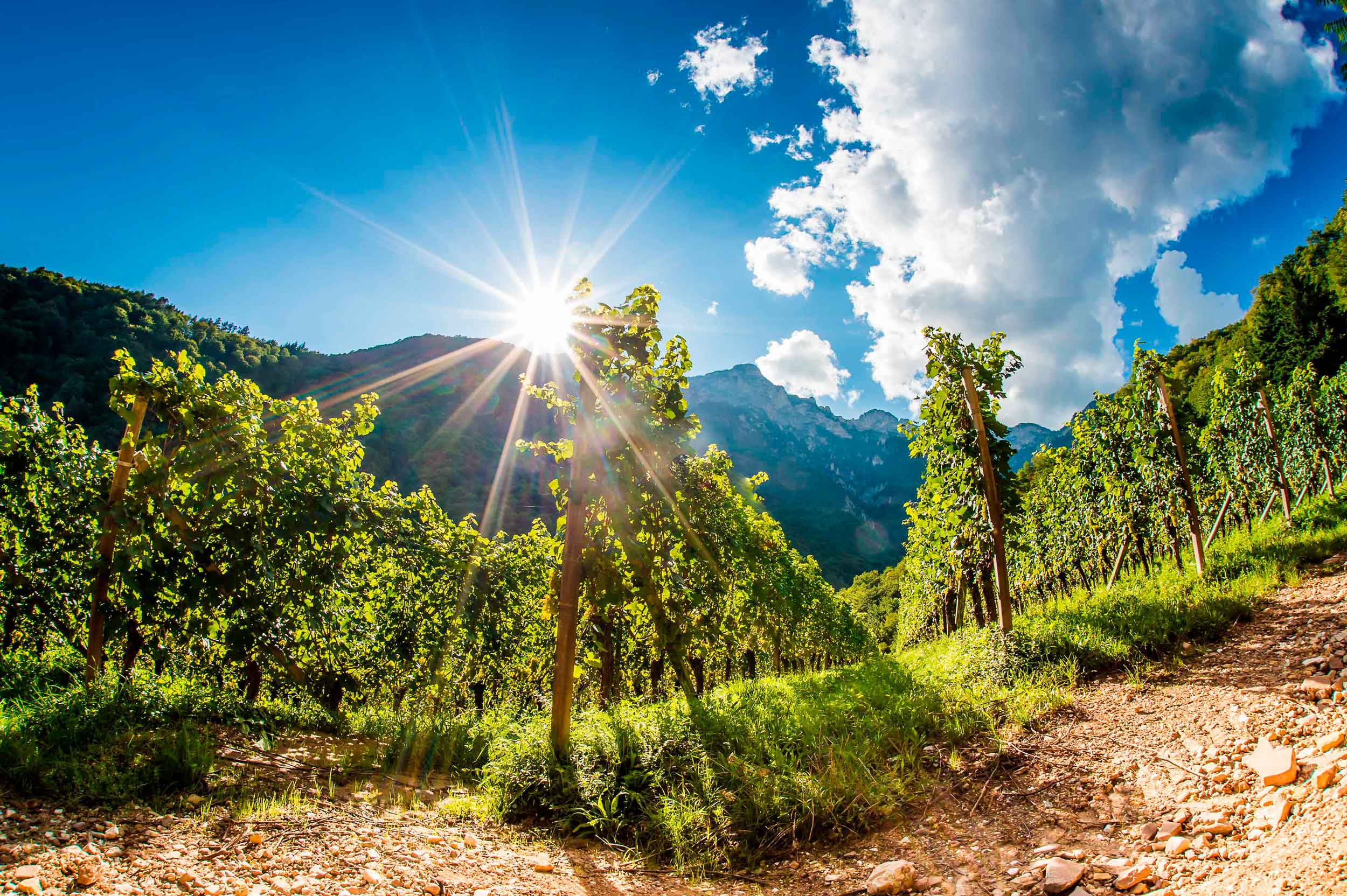 Cantina Tramin Weinberge im Sonnenlicht