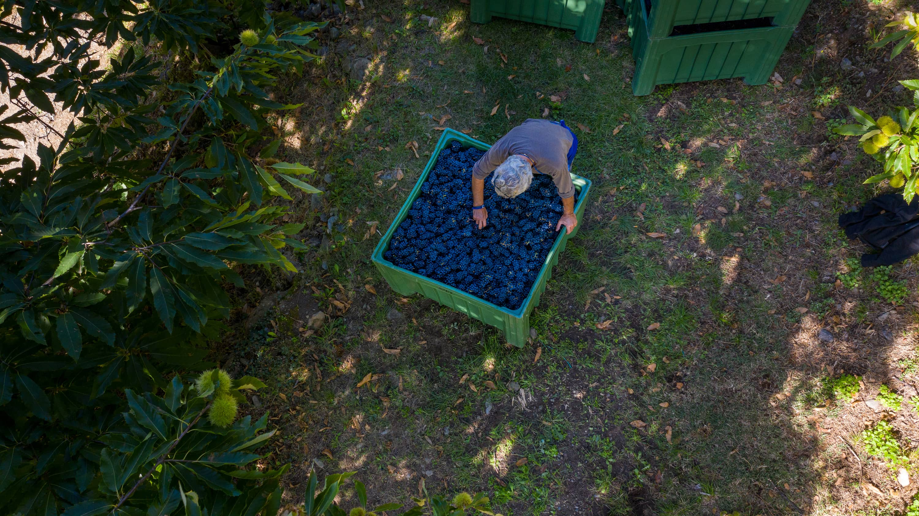 Weinlese im Weingut Josmoar in Naturns im Weinanbaugebiet Vinschgau in Südtirol