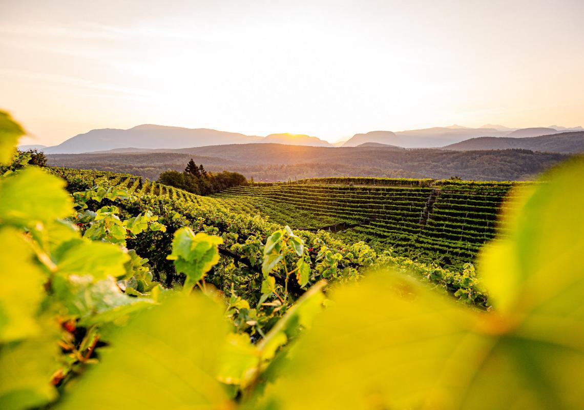 Weinberge in Eppan Überetsch Südtirol bei Sonnenuntergang