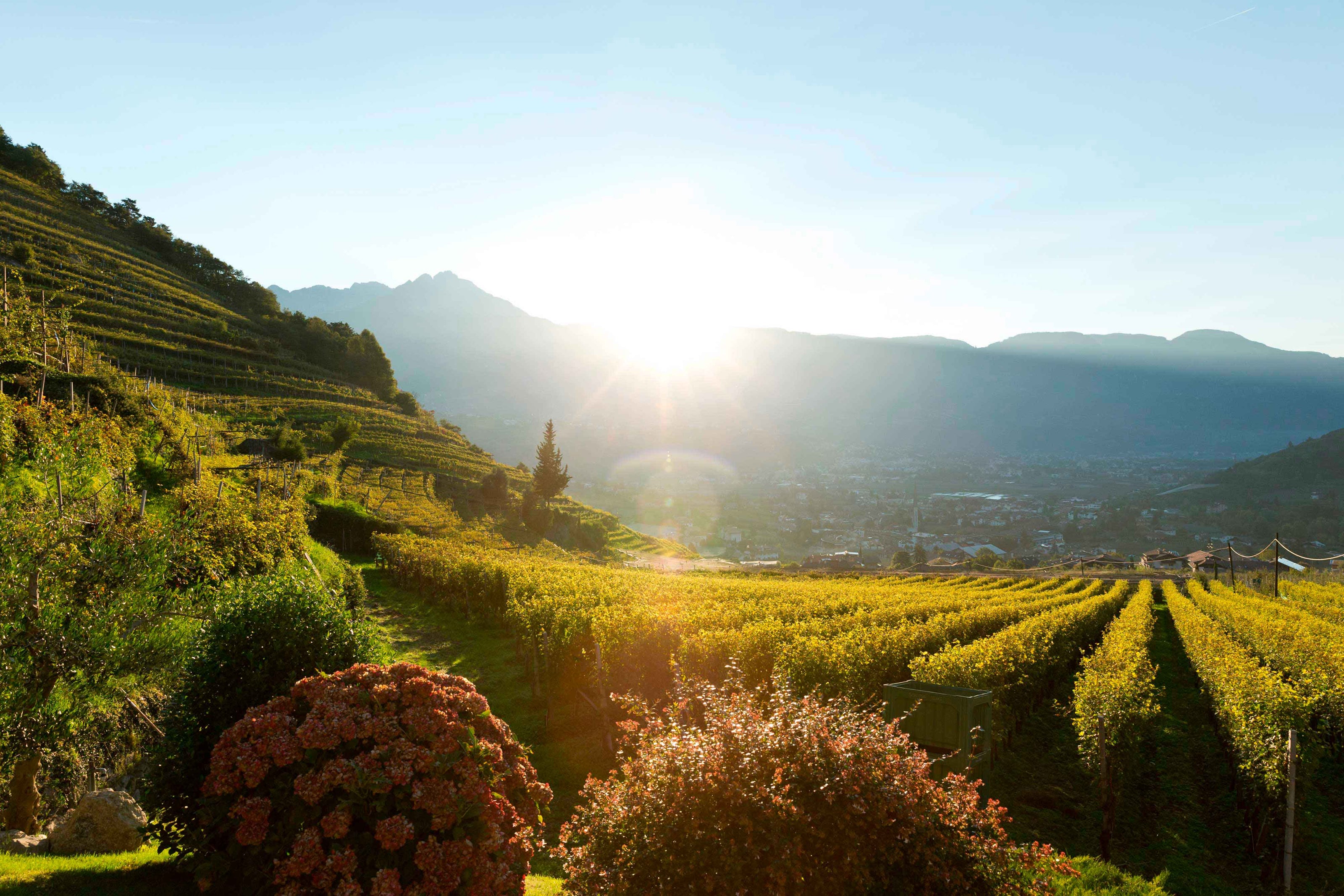 Weingut Schloss Plars Ansicht Weinberge in Algund bei Meran mit Blick auf den Ifinger
