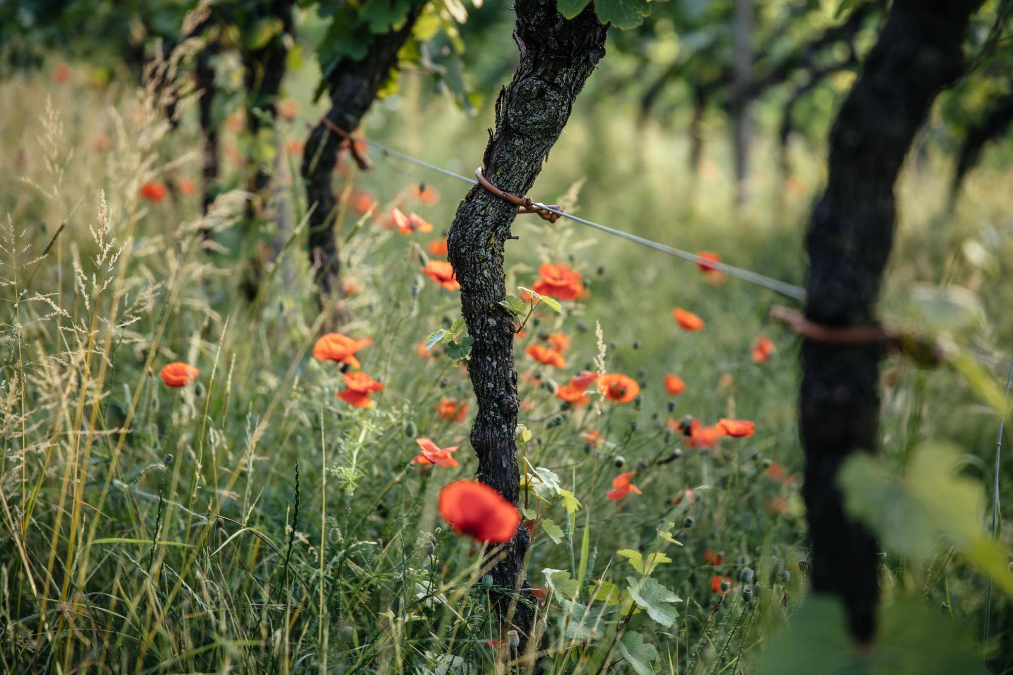 Kellerei Schreckbichl in Girlan in Südtirol-Weinstock mit Mohnblüte