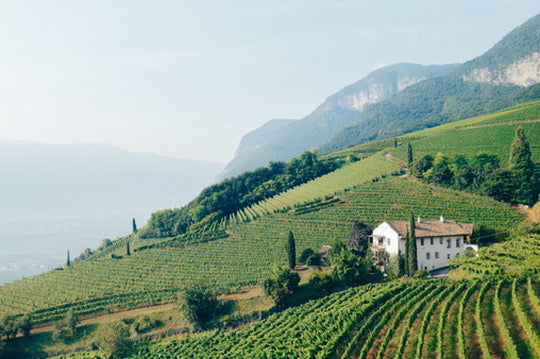 Weingut_Dipoli_Voglar_Suedtirol_Weinberge