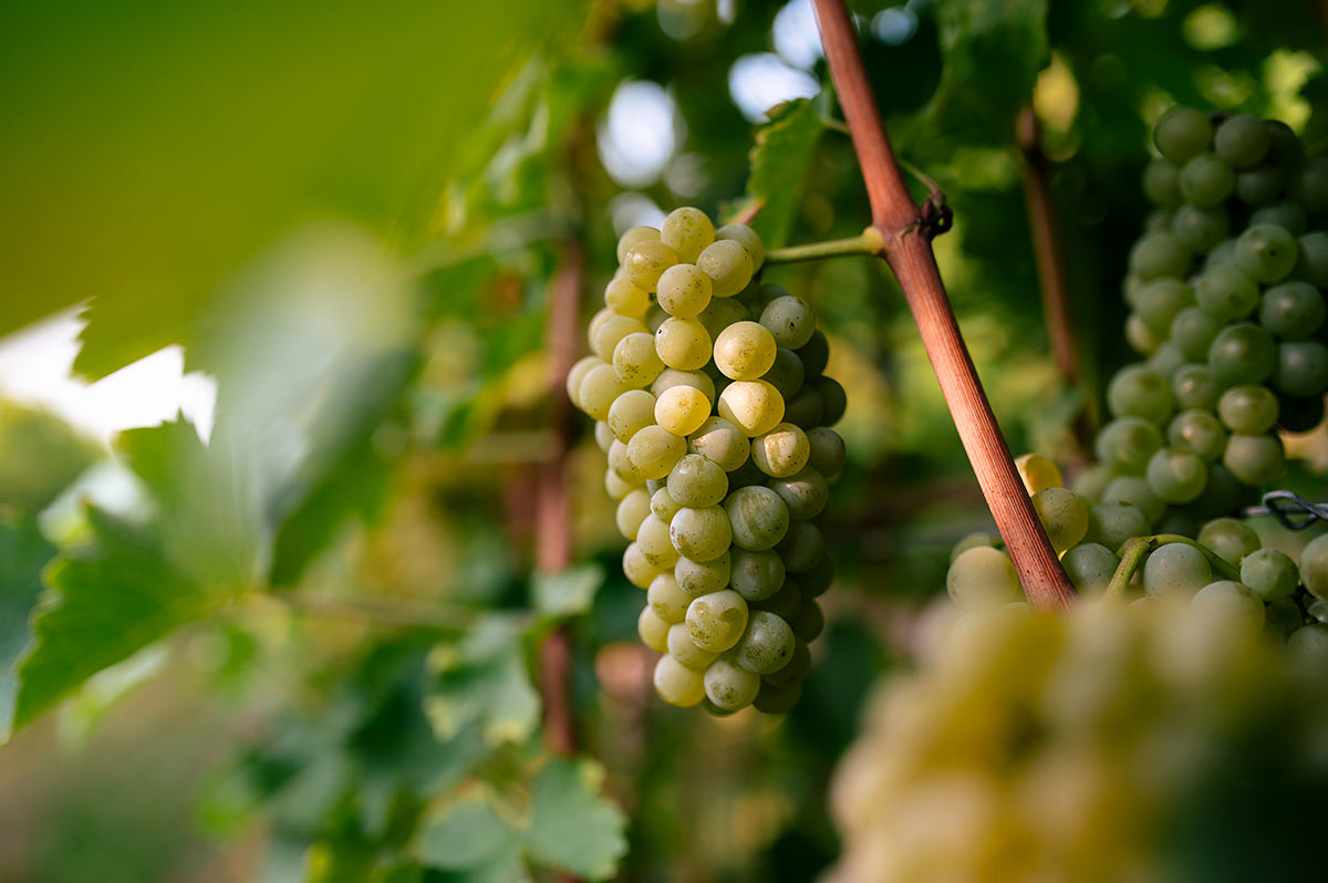 Trauben des Weines vom Fliederhof  in St. Magdalena oberhalb von Bozen in Südtirol