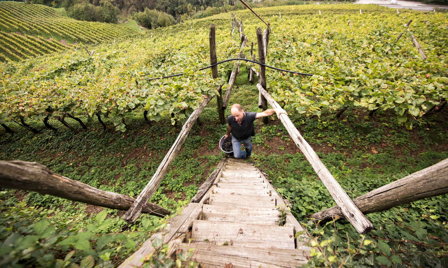 Gump Hof Markus Prackwieser im Weinberg-Eisacktal-Weine aus Südtirol