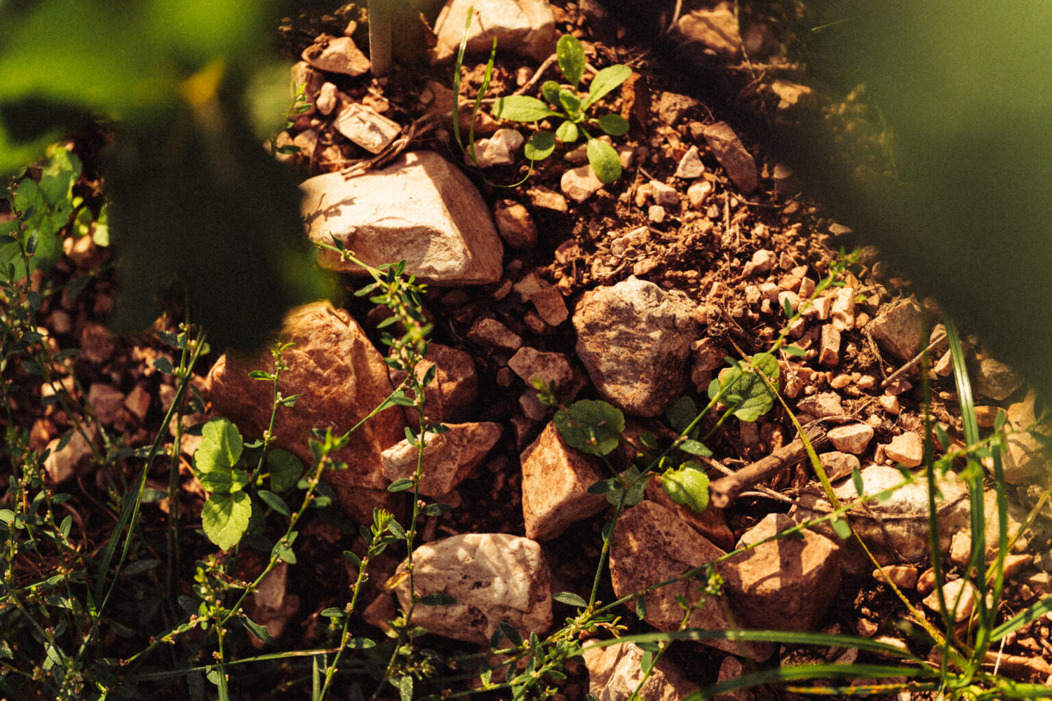 Fruchtbarer Boden in Südtirols Weinbergen - Steine und Erdreich in Girlan in Südtirol