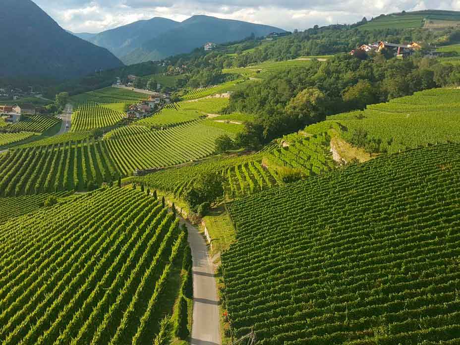 Weingut Pacherhof im Eisacktal Südtirol Weinberge