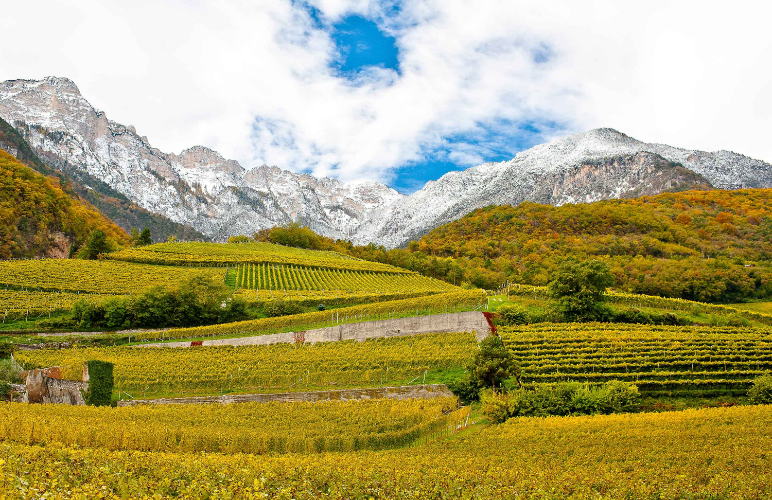 Weinberge im Unterland Südtirol mit Blick auf schneebedeckte Berge im Hintergrund