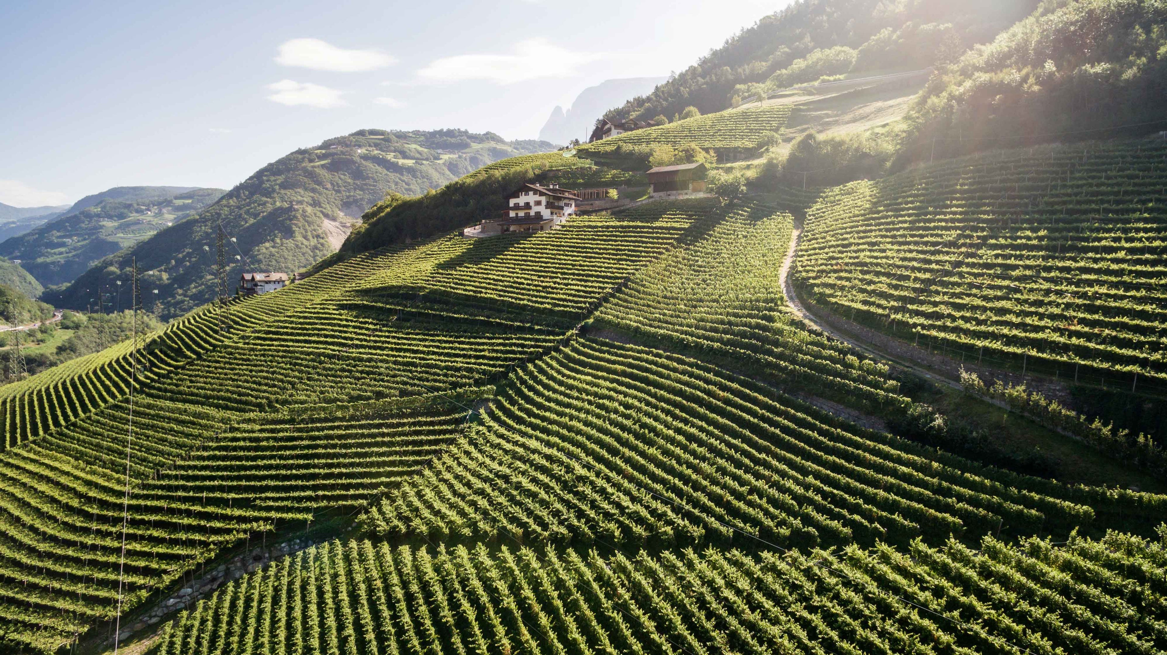 Weinberge im Eisacktal in Südtirol bei Völs am Schlern