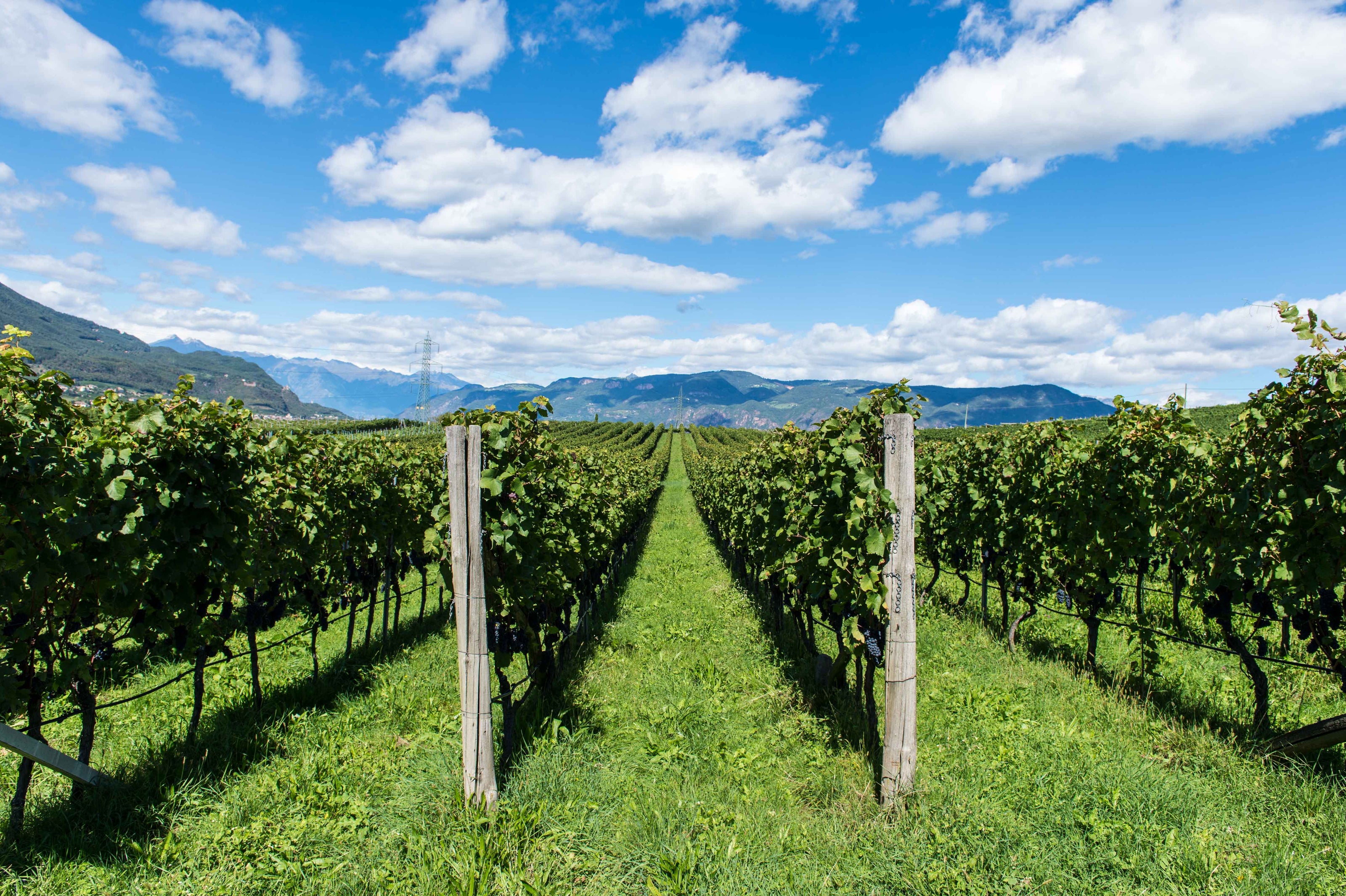 Kellerei Schreckbichl in Girlan in Südtirol Weinberge