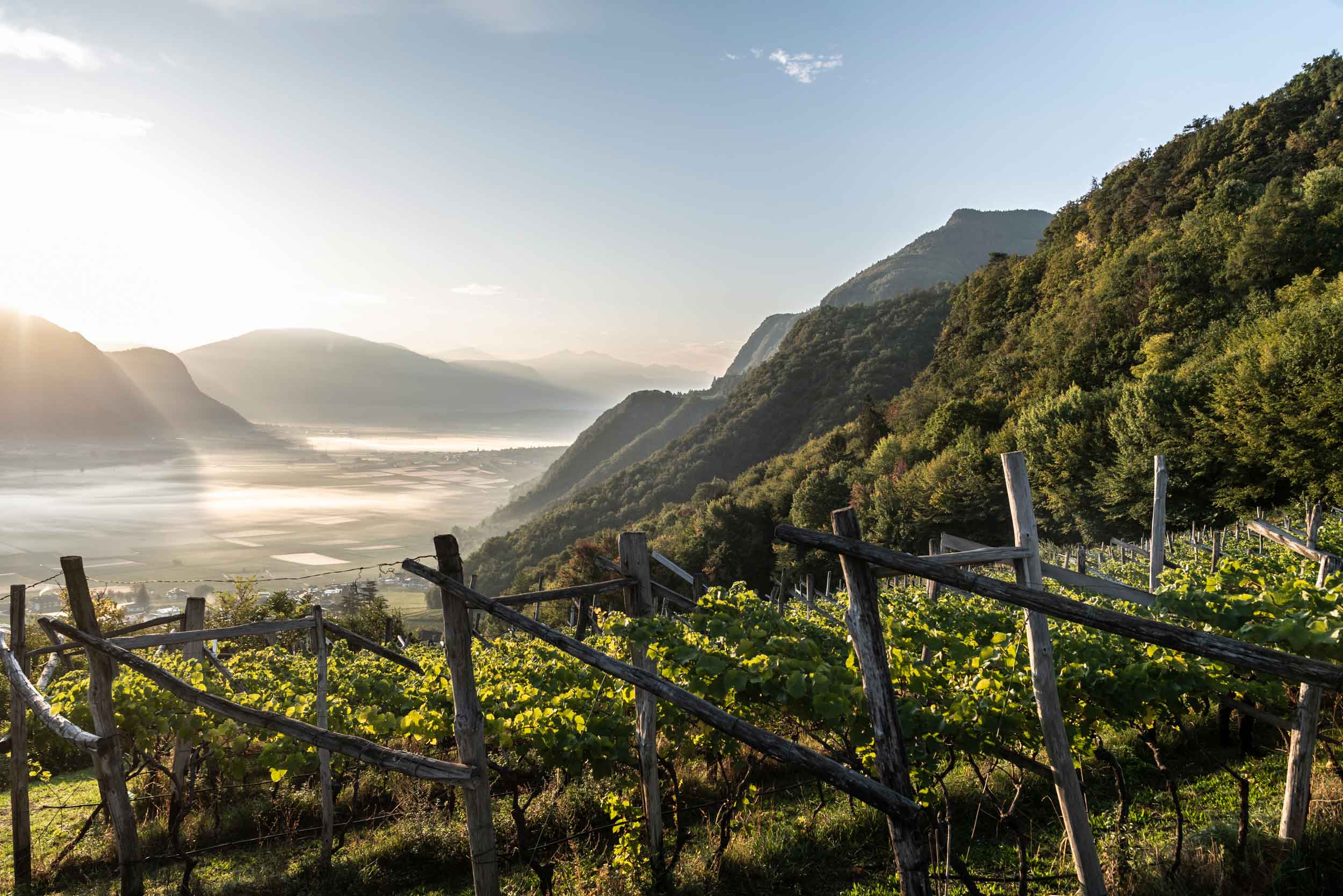 Weinberge in Sirmian_Etschtal Südtirol in der Umgebung oberhalb der Kellerei Nals Margreid 