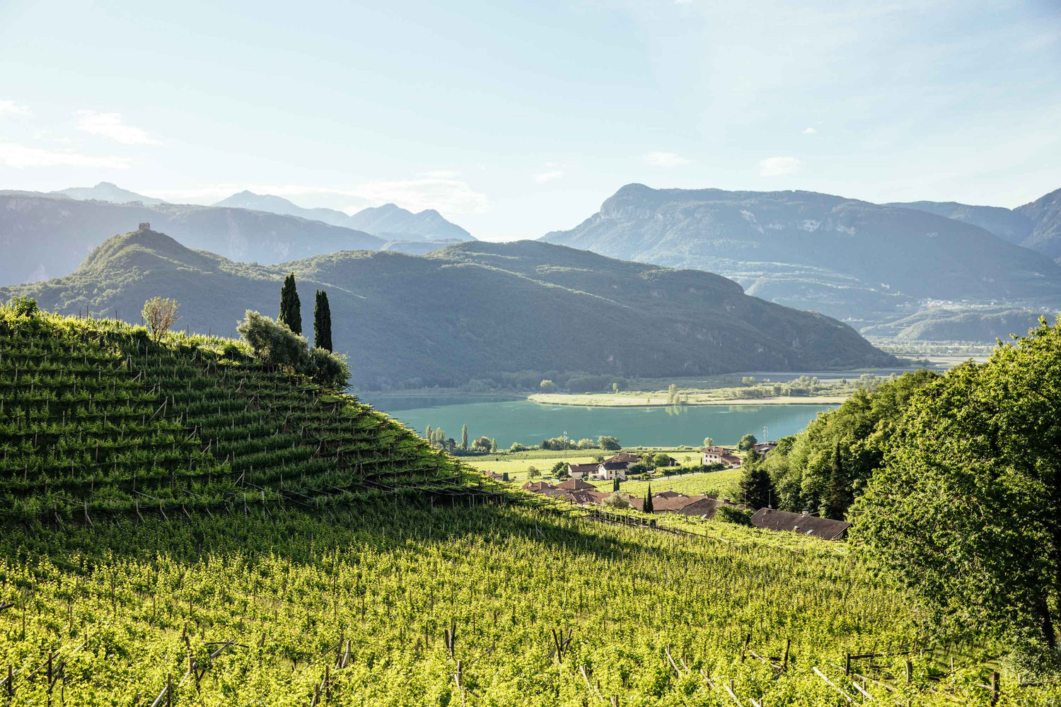 Weinberge mit Blick auf den Kalterer See in Südtirol