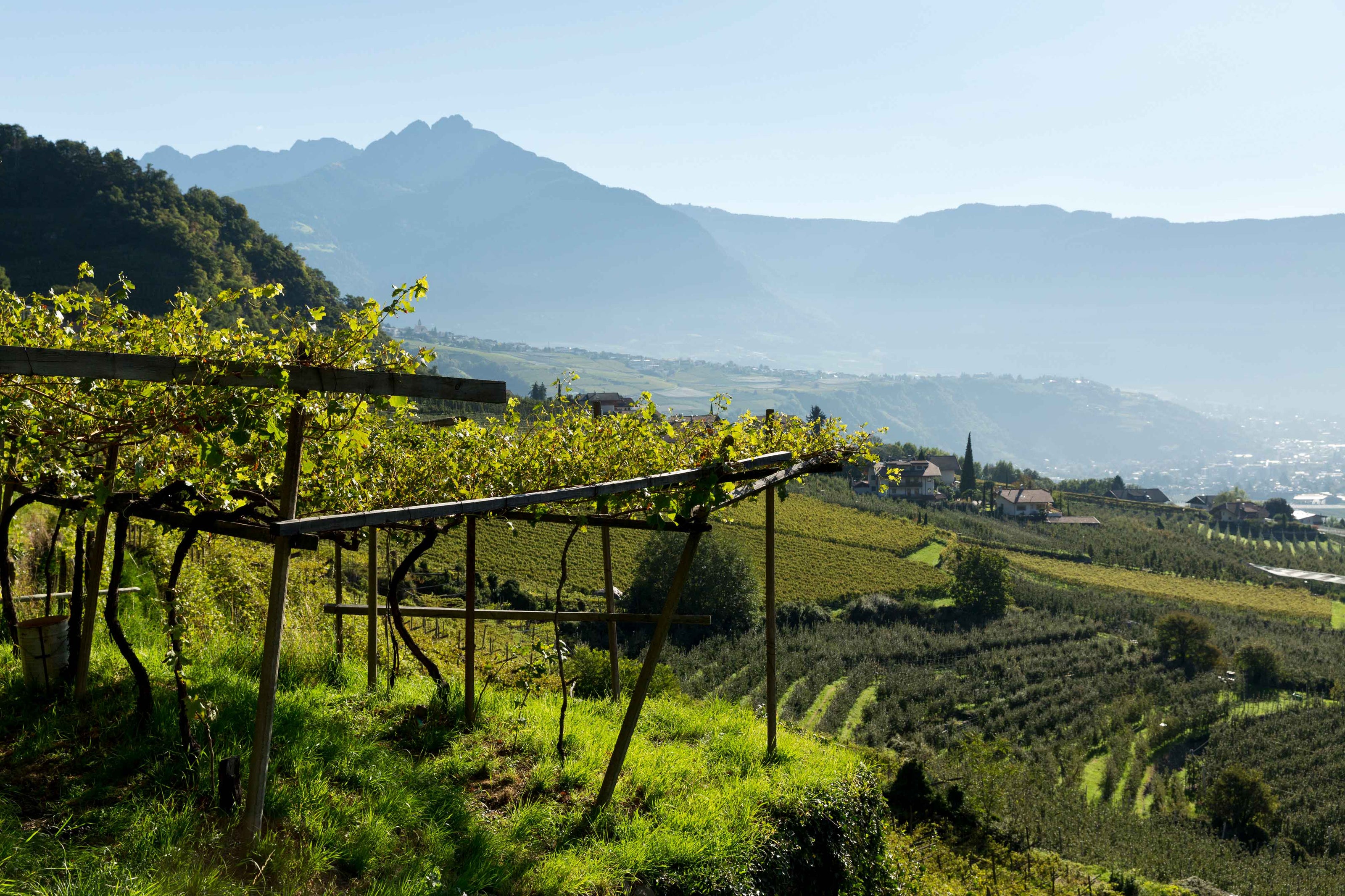 Weingut Schloss Plars in Algund bei Meran-Blick über die Weinberge