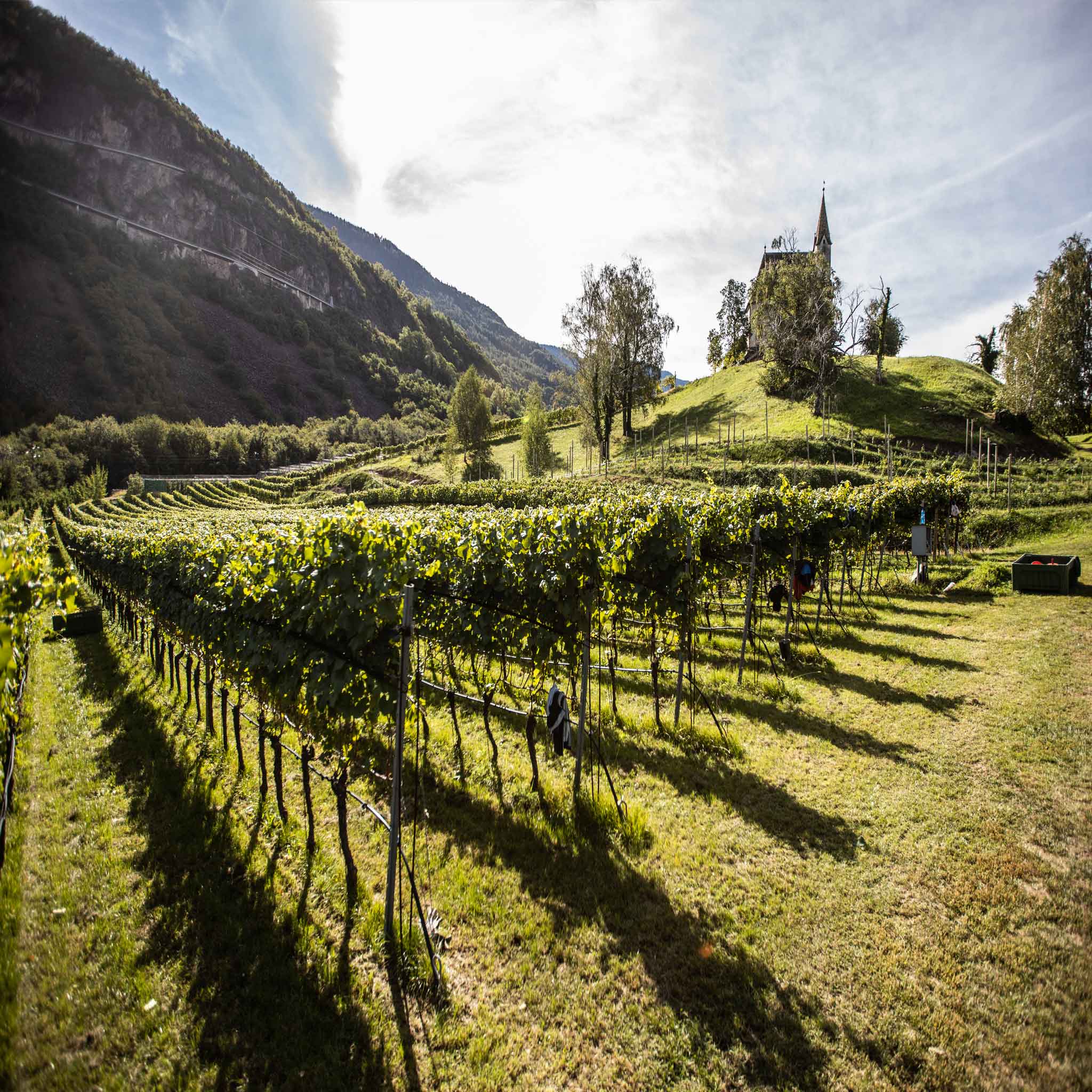 Kellerei Schreckbichl in Girlan in Südtirol Blick auf Weinberge