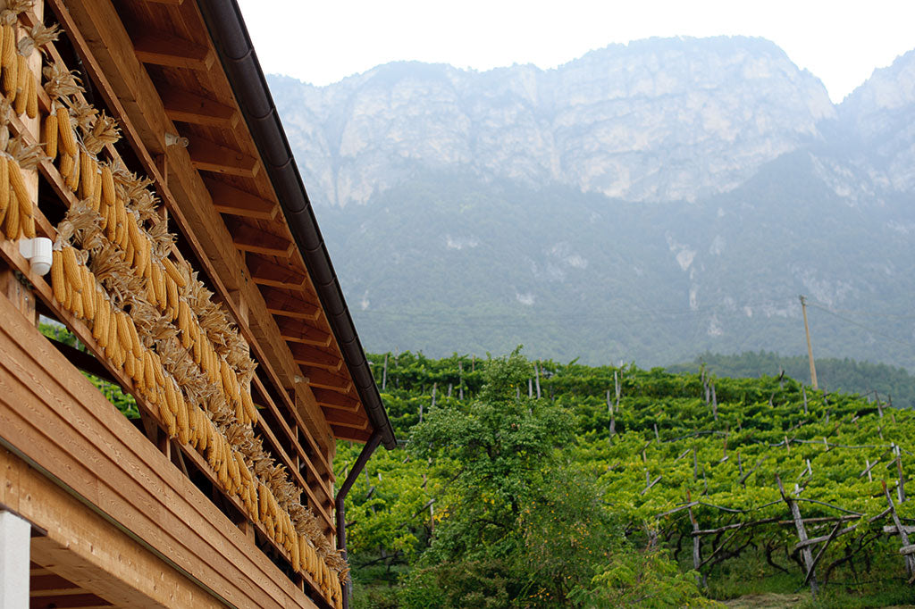 Weingut_Dipoli_in Neumarkt Südtirol_Bild der Scheune mit Bergen im Hintergrund