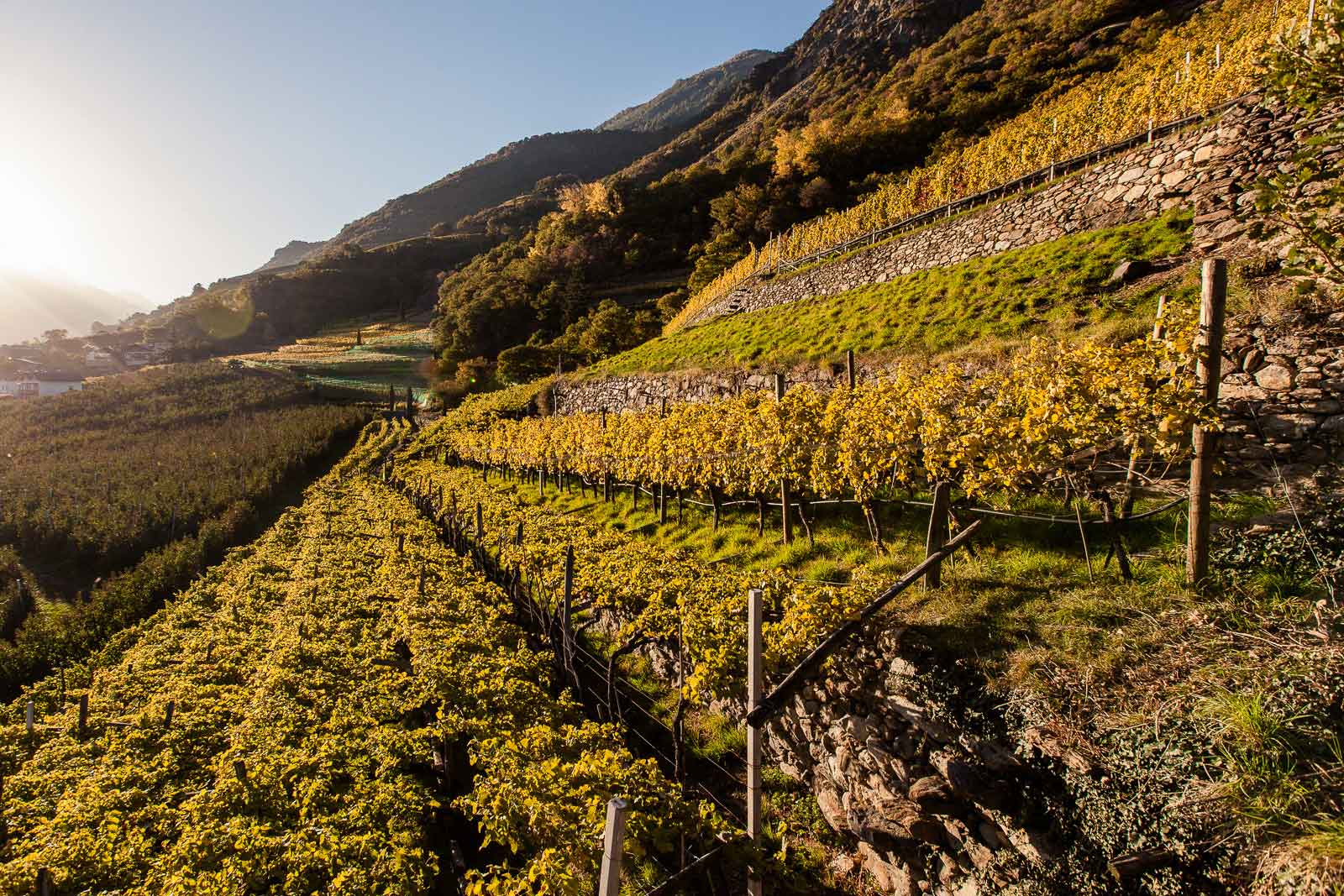 Weinberge im Anbaugebiet Vinschgau oberhalb von Naturns in Südtirol