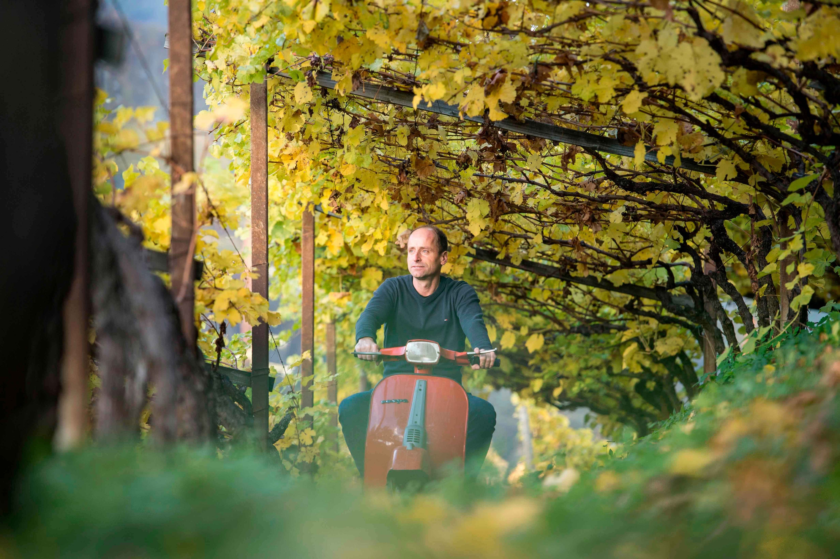 Gump Hof Markus Prackwieser auf seiner Vespa im Weinberg im Eisacktal in Südtirol