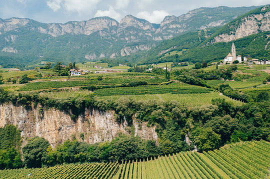 Weingut_Dipoli_Neumarkt in Südtirol-Lage Brenntal-Weinberge