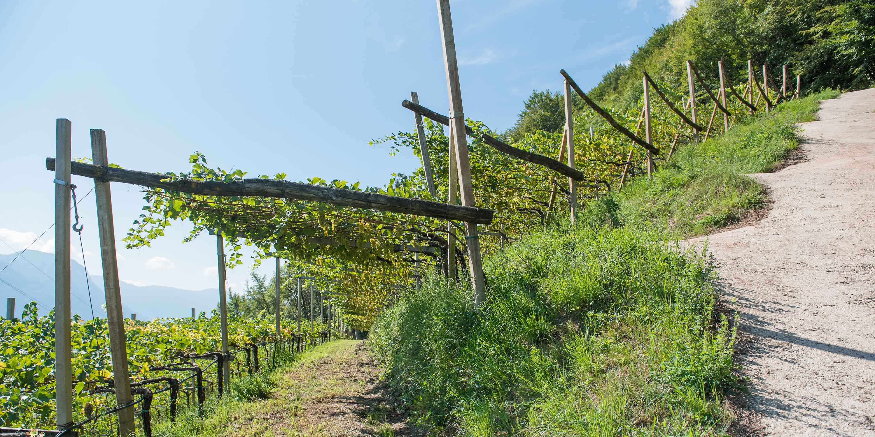 Bild eines Weinberges der Kellerei Cantina Tramin in Südtirol mit Pergel