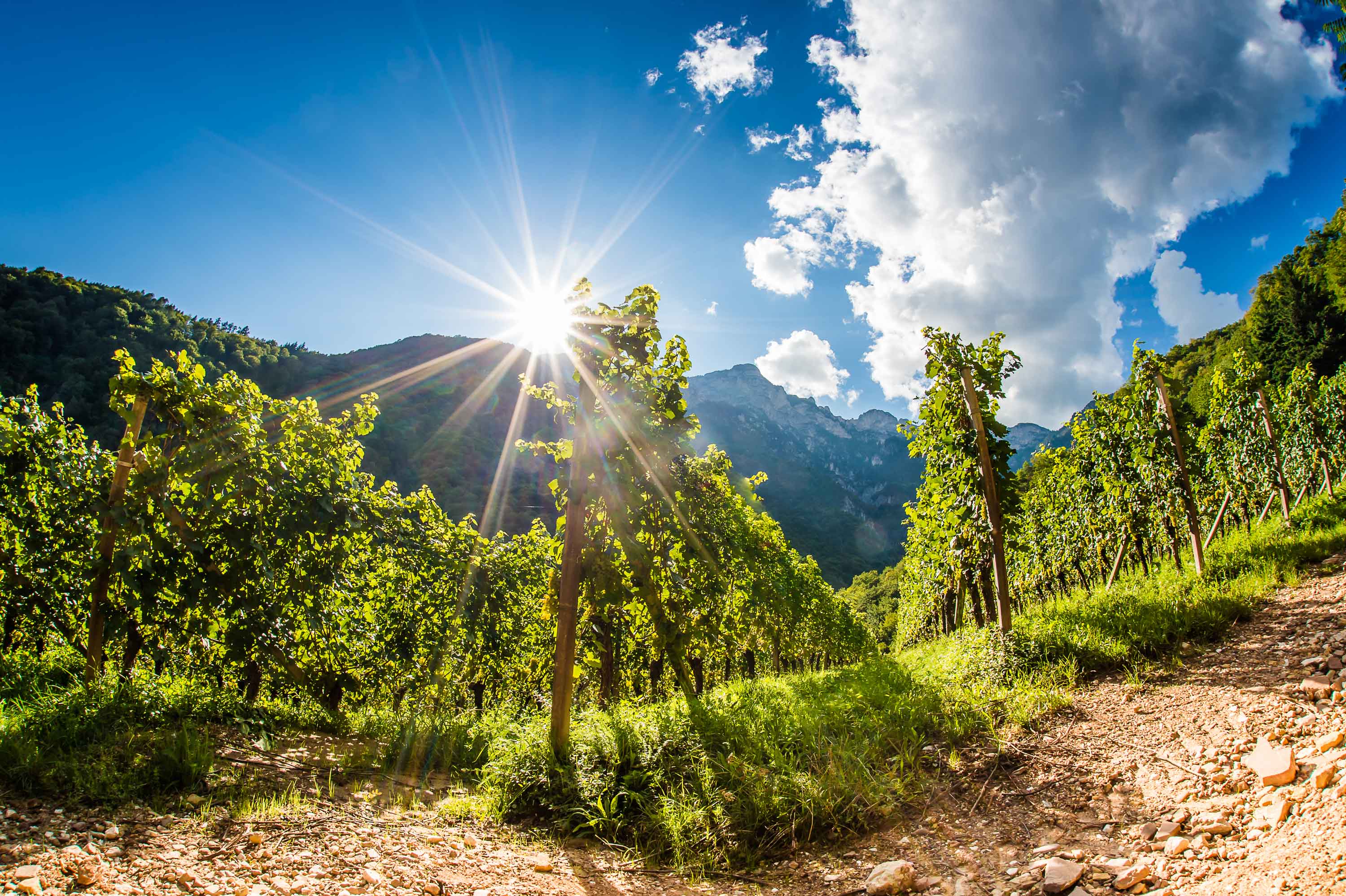 Bild eines Weinberges der Kellerei Cantina Tramin in Südtirol im Sommer