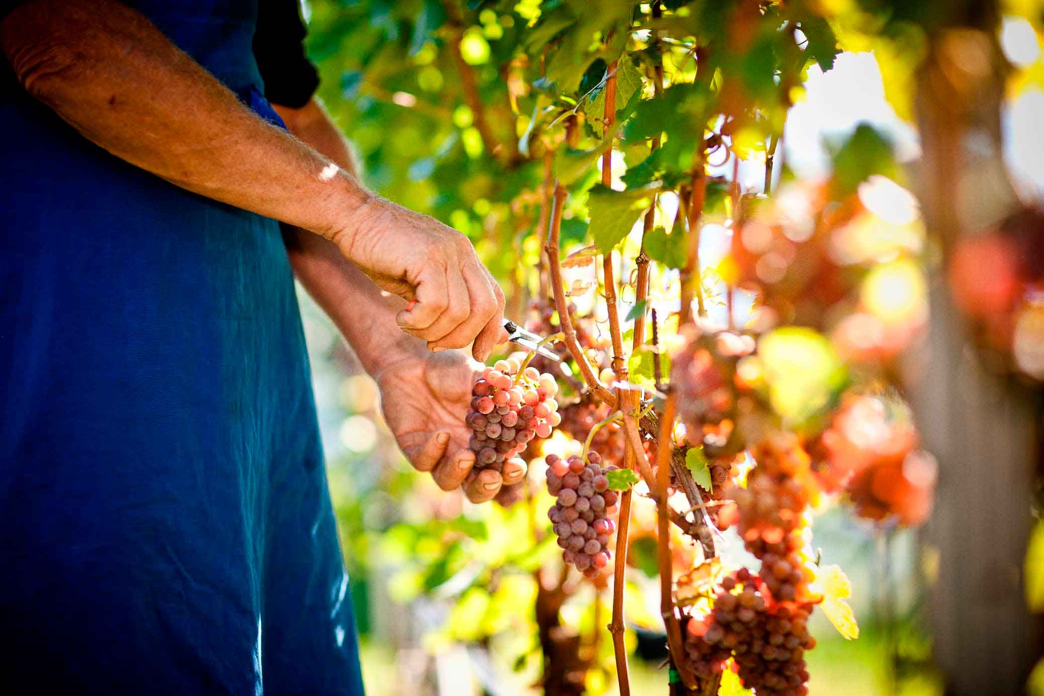 Bild einer Weinlese der Kellerei Cantina Tramin