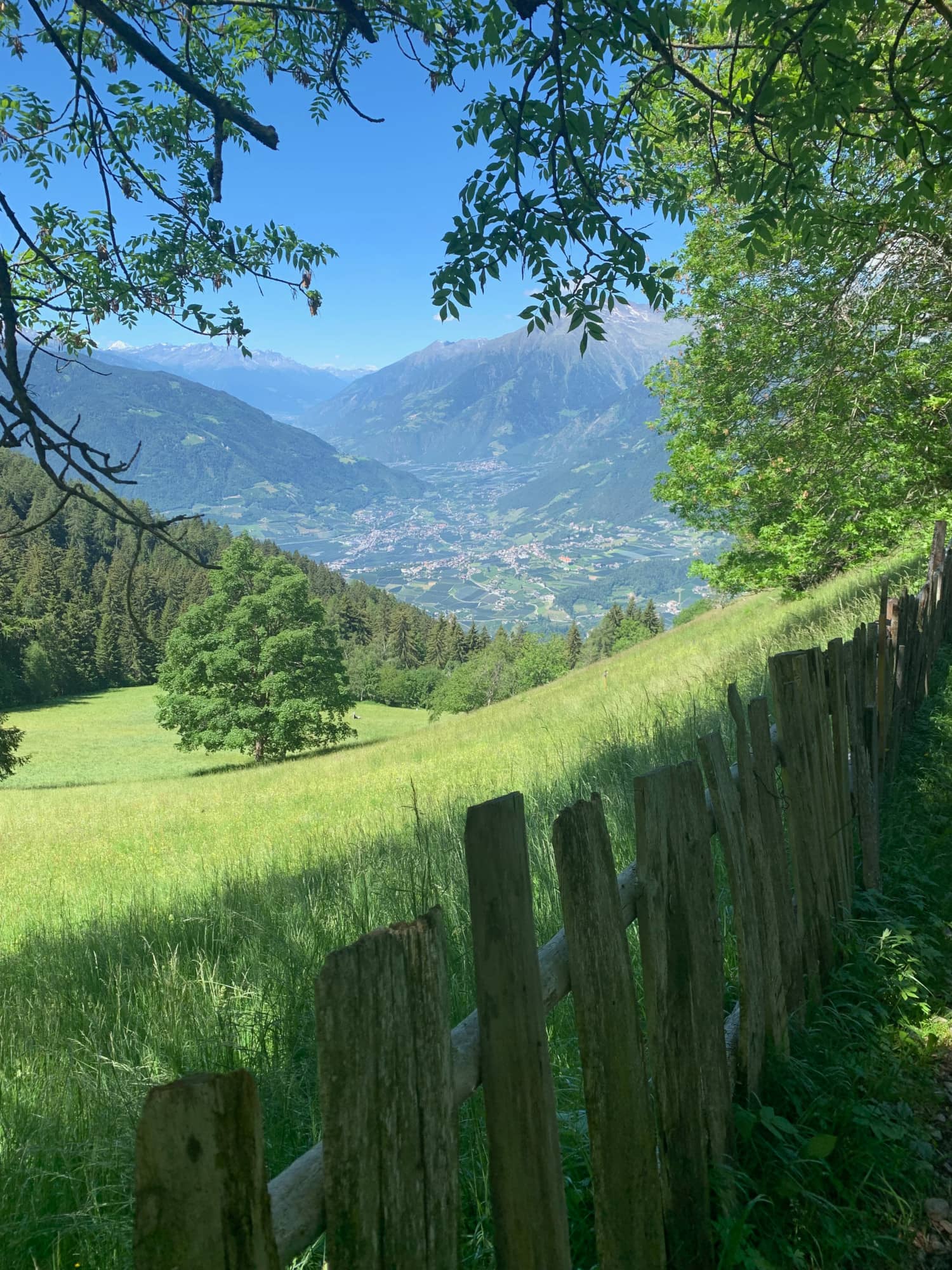 Almwiese in Meran mit Blick auf Weinberge